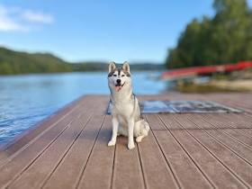 Beautiful Life Runner Family (Sibiřský husky)