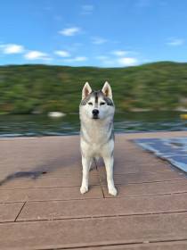Beautiful Life Runner Family (Sibiřský husky)