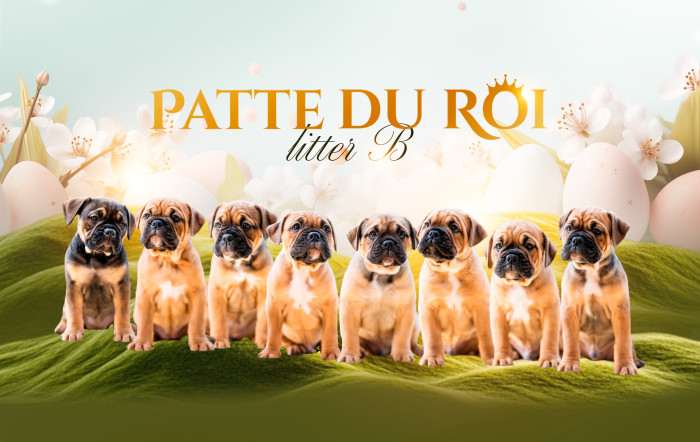 Patte du Roi
