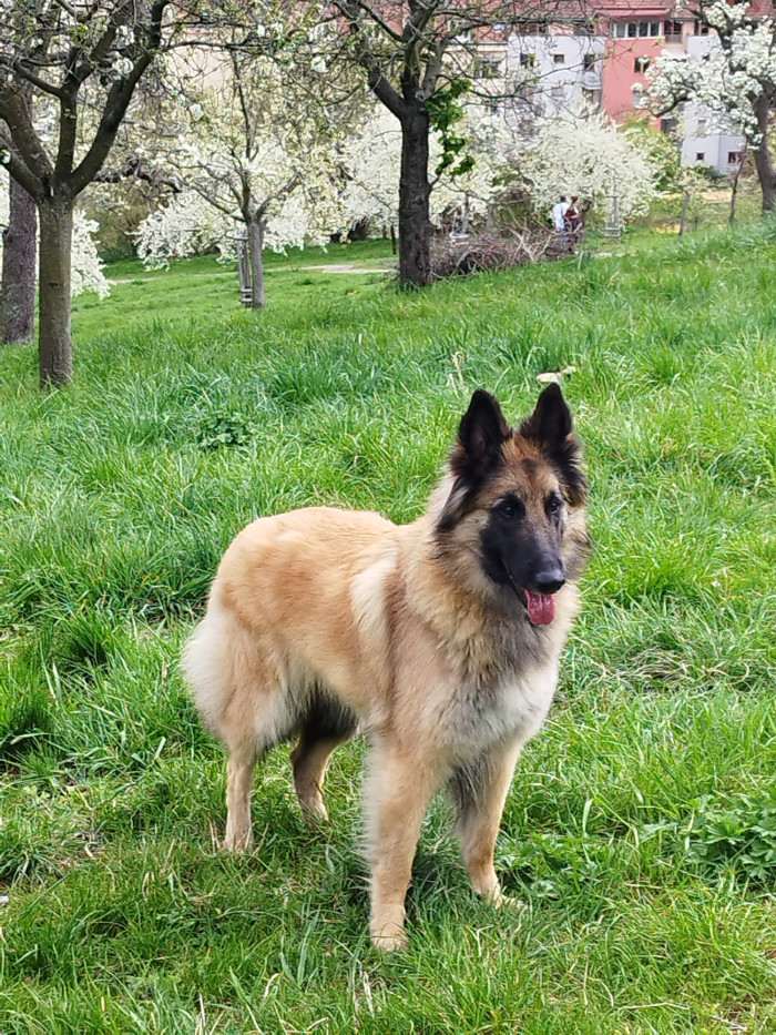 Actuosus Canis