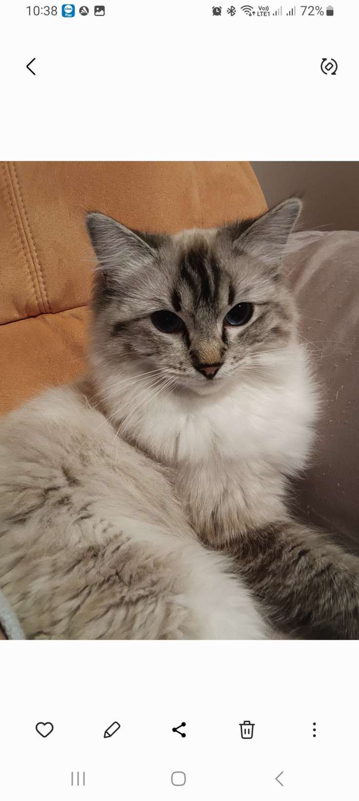 My plush cat
