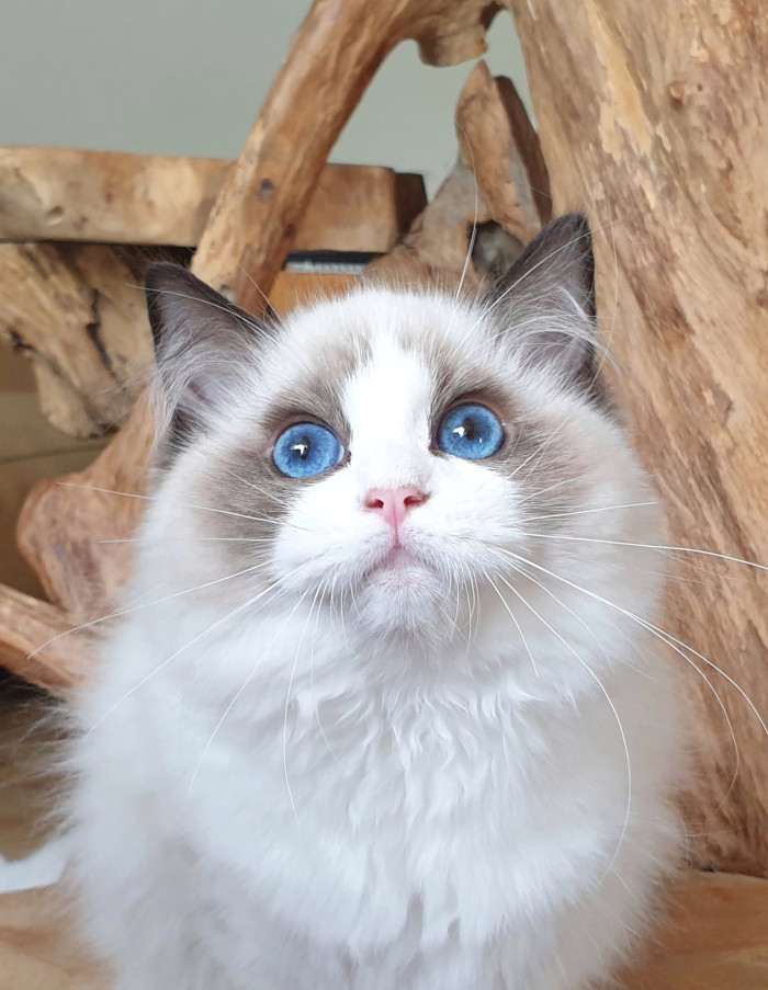 FelinoTherapy Jičín