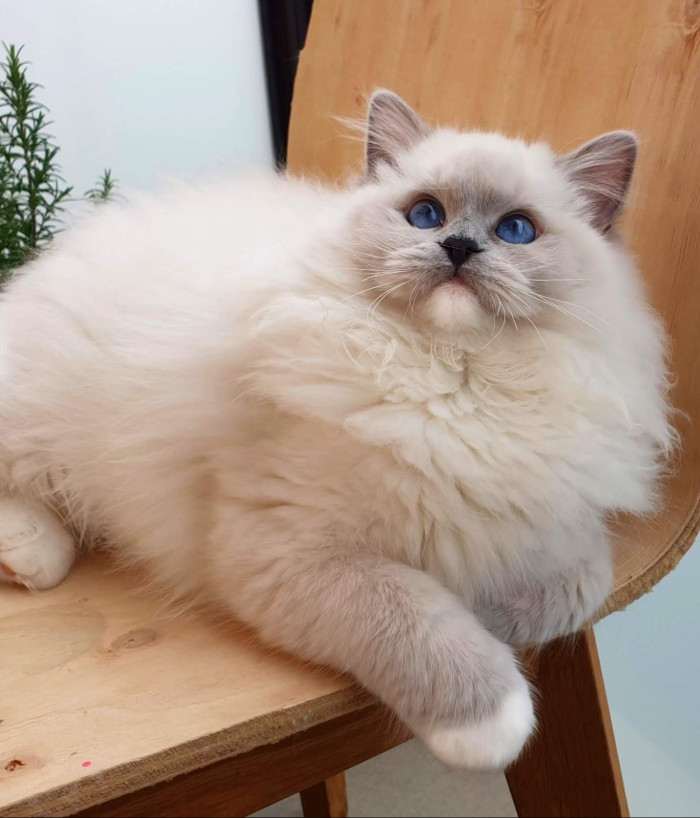 FelinoTherapy Jičín