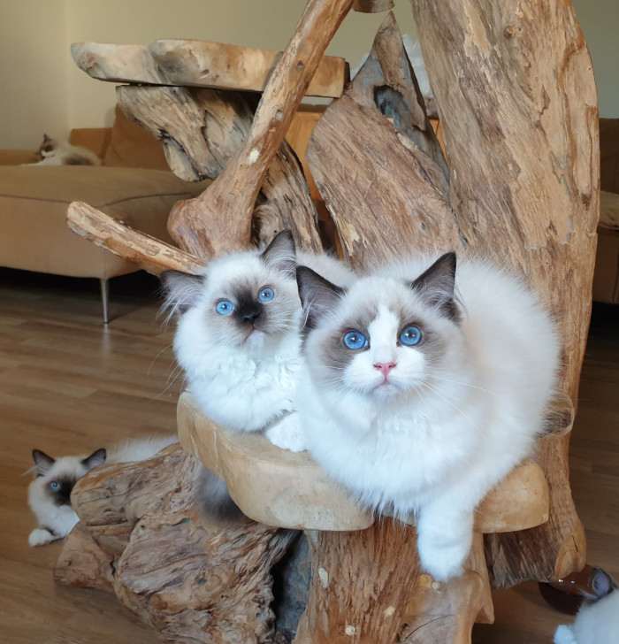 FelinoTherapy Jičín