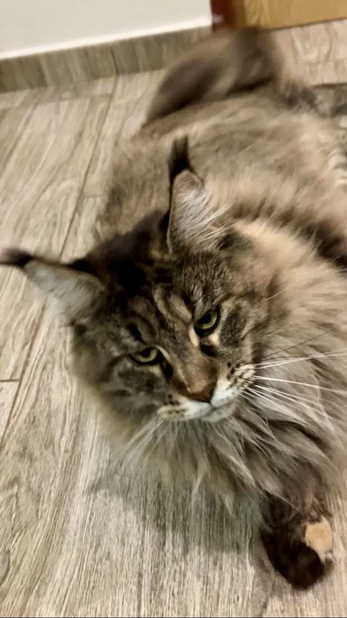 Charming Bella.cz