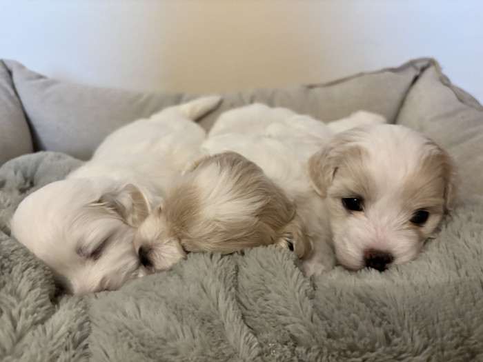 Naše první štěňátka (vrh A), květen 2025