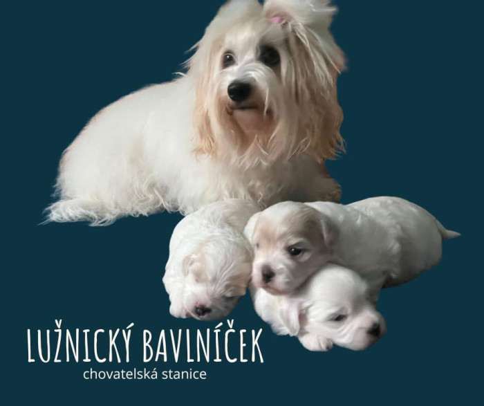 Chovatelská stanice Lužnický bavlníček