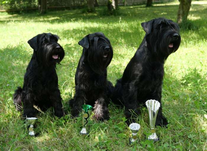 Dog Hill Smederov