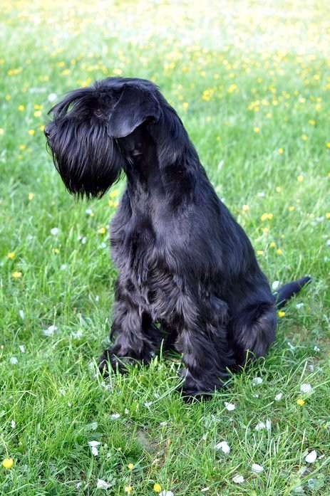 Dog Hill Smederov