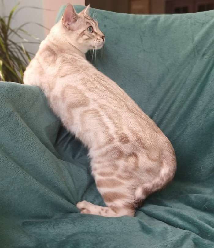 SelimBengal