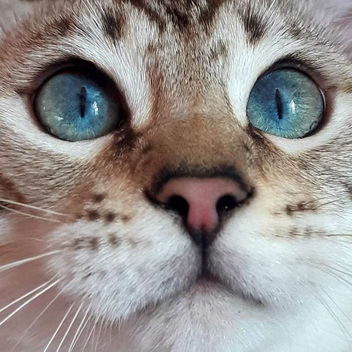 SelimBengal