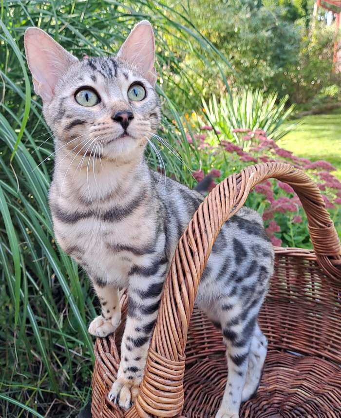 SelimBengal