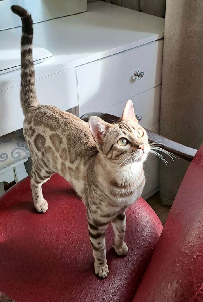 SelimBengal