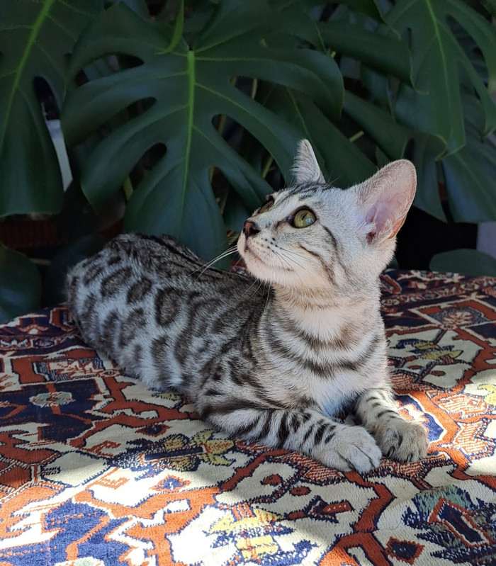 SelimBengal