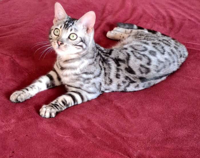 SelimBengal