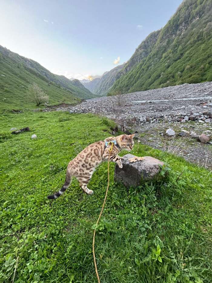 SelimBengal