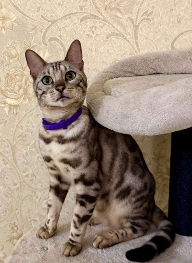 SelimBengal