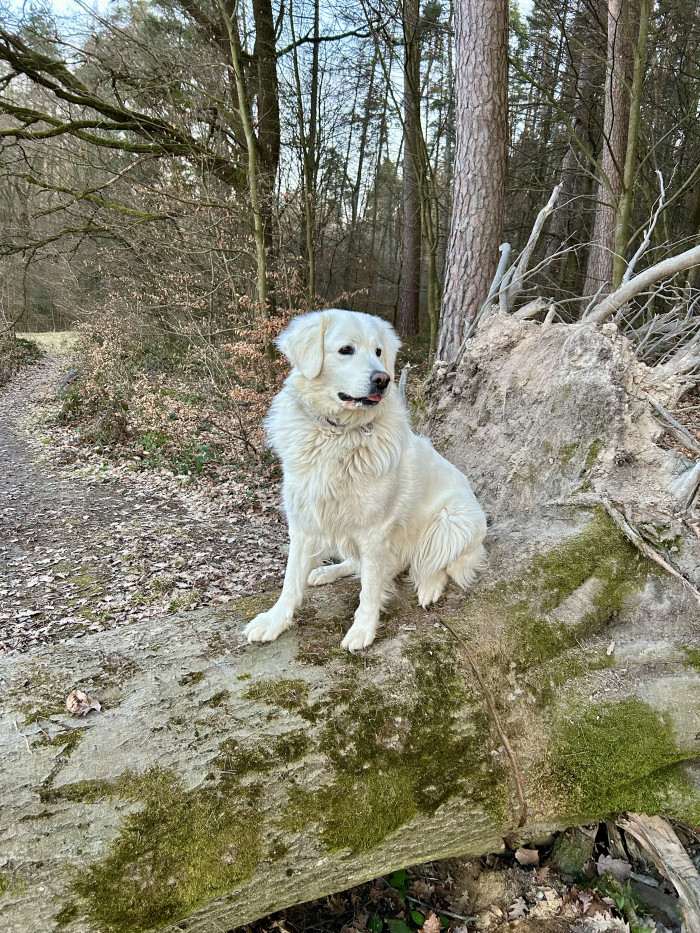 Pod Rackovským Lesem