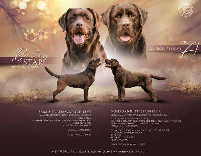 Bailey Star