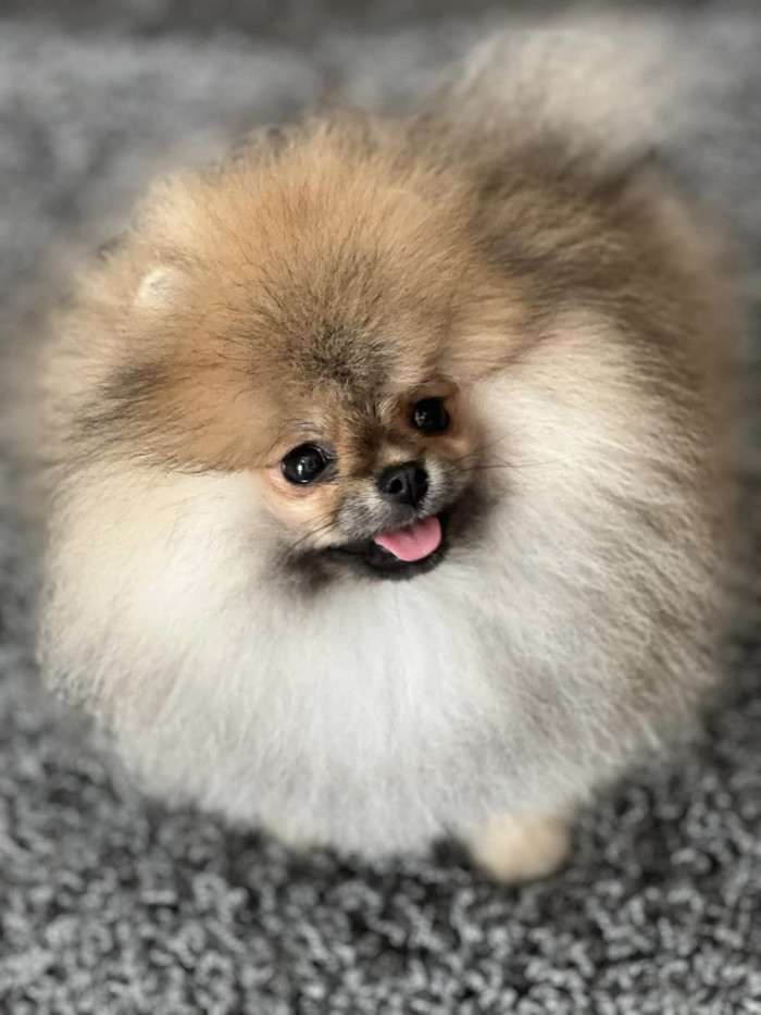 Sophie Poms