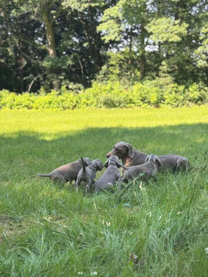 Delta from Schwarzenberk park + puppies G litter
