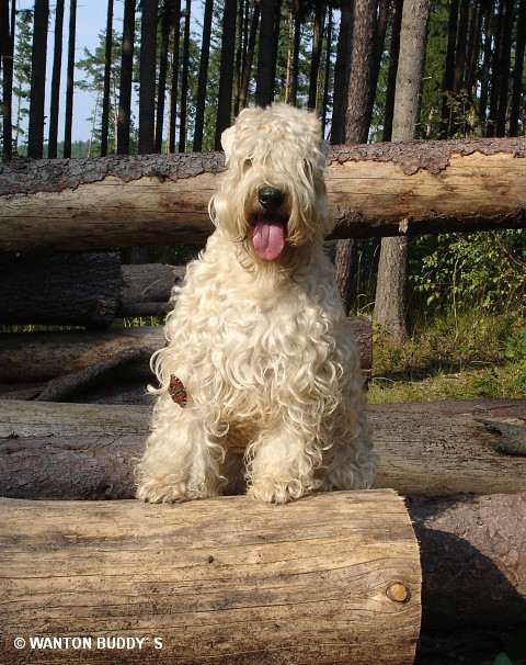 Irish soft coated wheaten terrier - standard