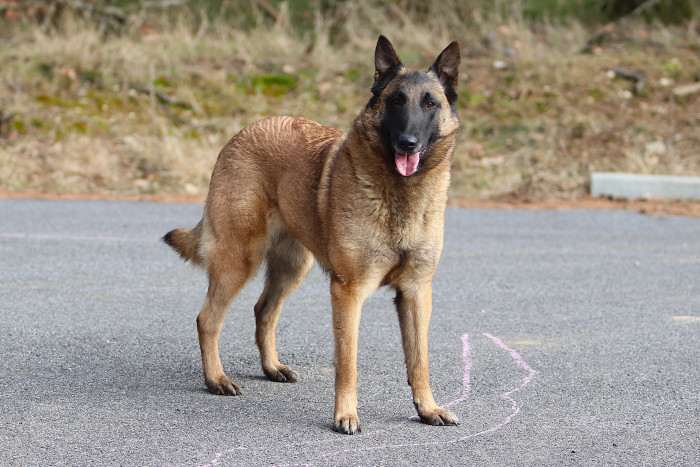 Stella de la Tangi Morgane