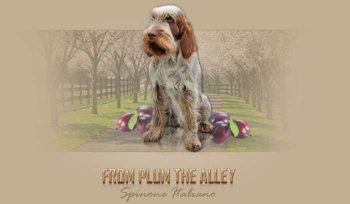 From Plum the Alley