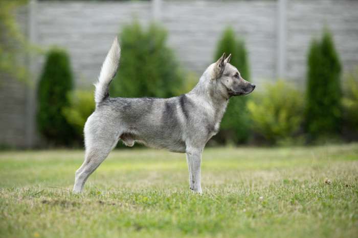 Óki Okami