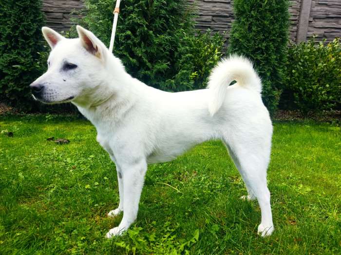 Óki Okami