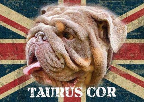 The Taurus Cor