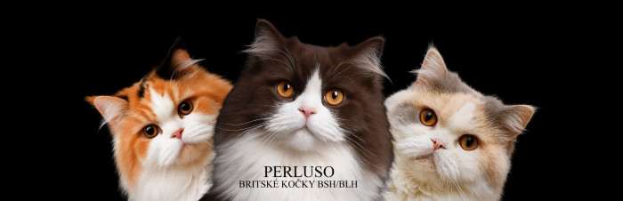 Perluso.cz