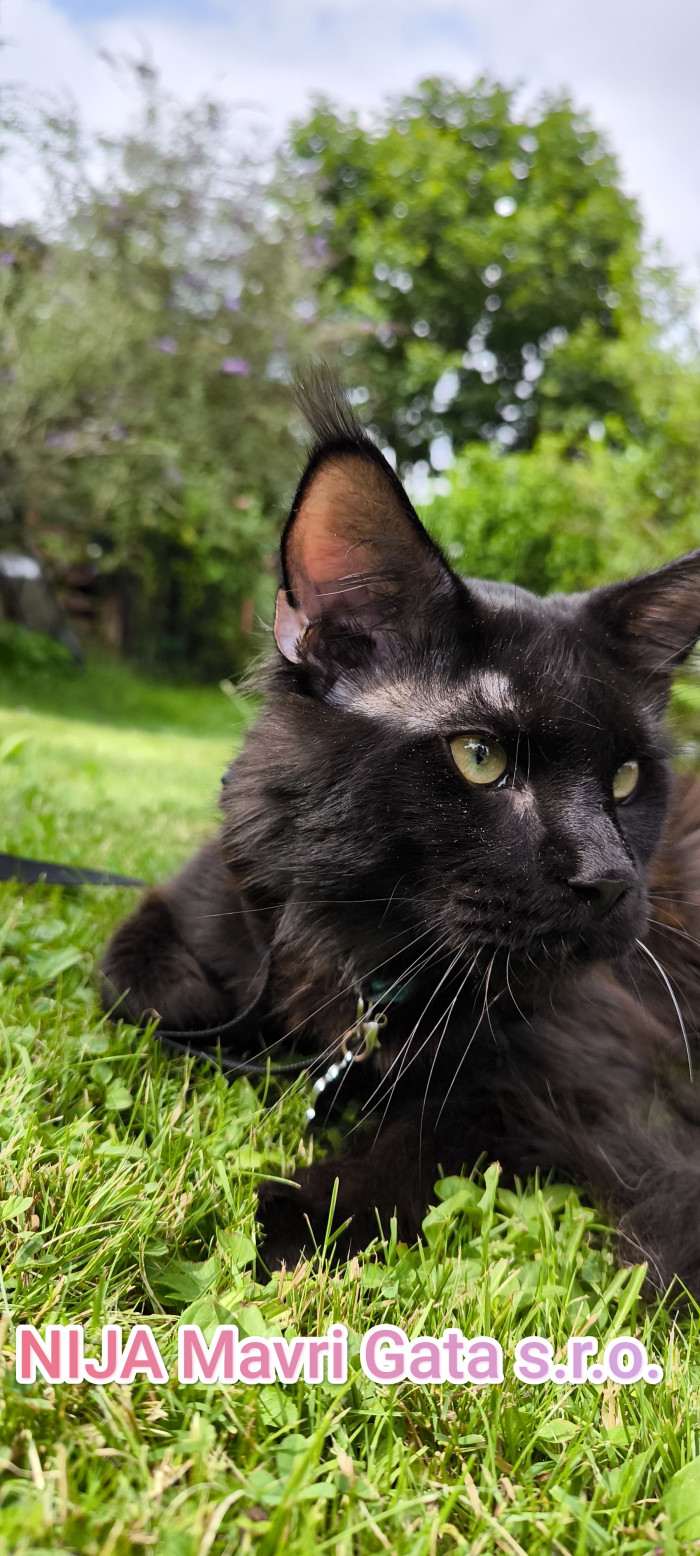 Nija Mavri Gata