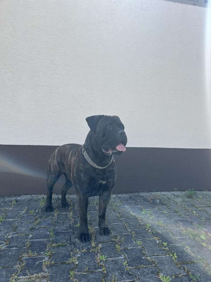 Timdoghaus