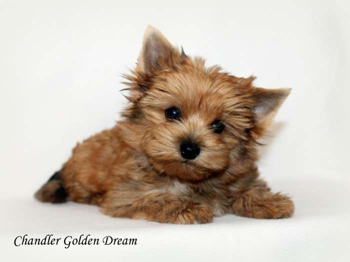Golden Dream