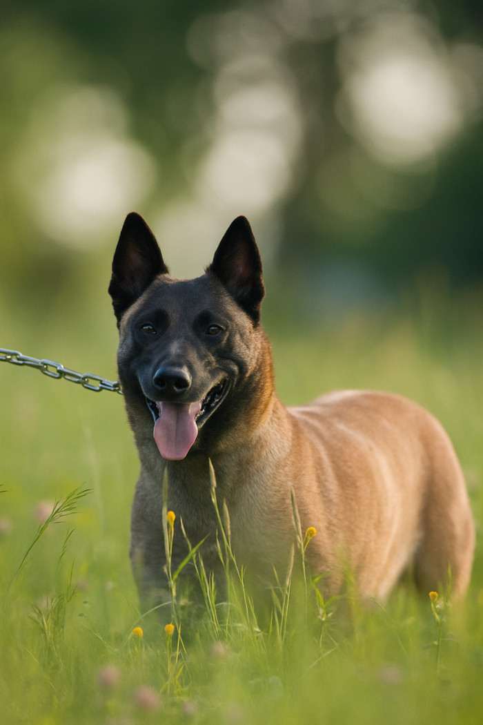 Salvatore Spektare Bohemia