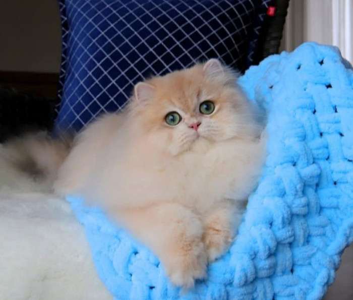 A Felpati Gatti