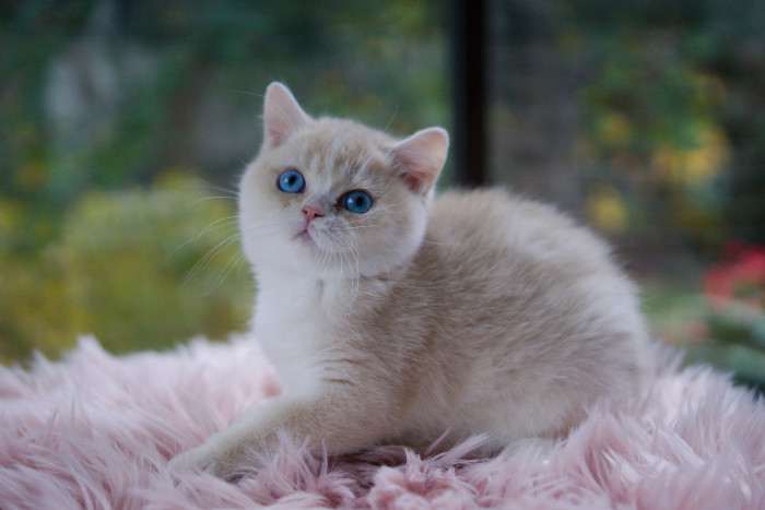 A Felpati Gatti