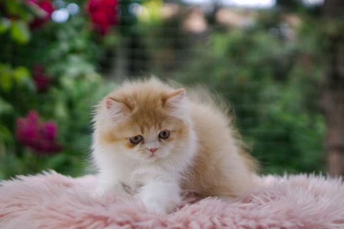 A Felpati Gatti
