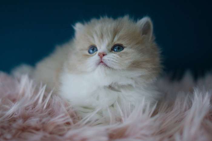 A Felpati Gatti