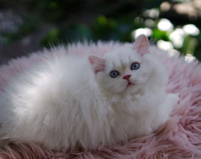 A Felpati Gatti