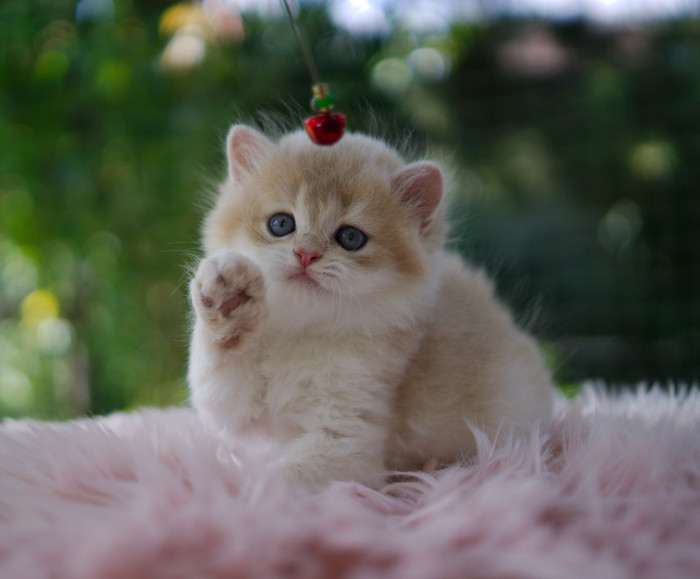 A Felpati Gatti