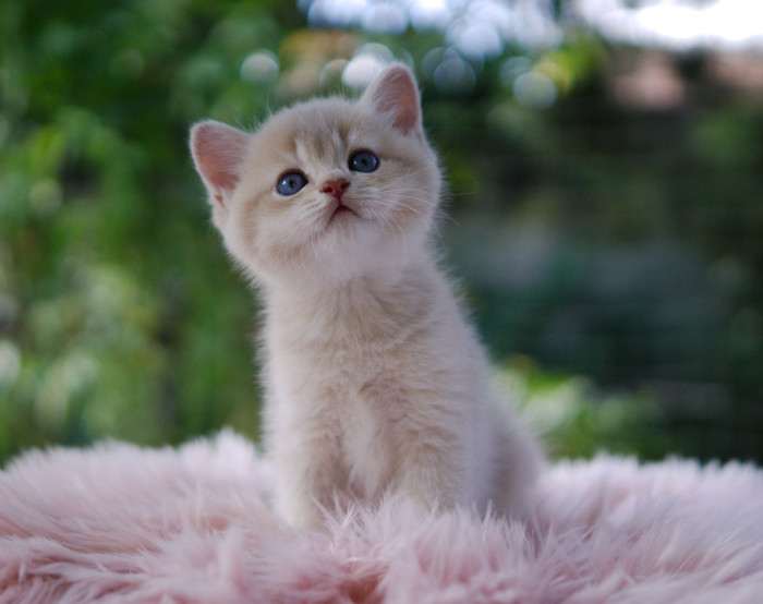 A Felpati Gatti