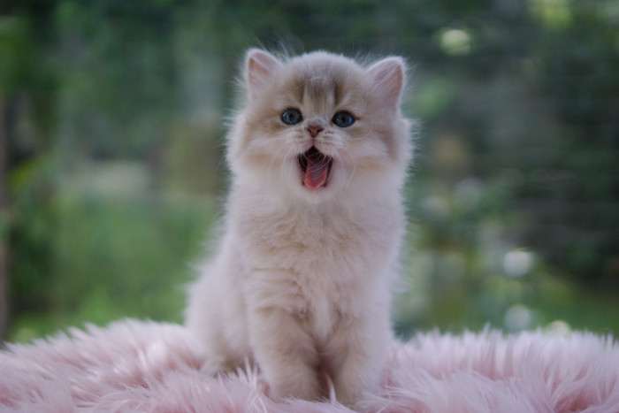 A Felpati Gatti