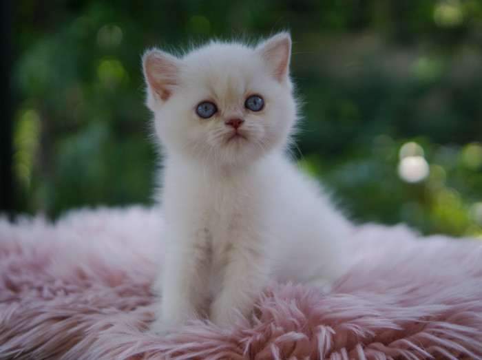 A Felpati Gatti