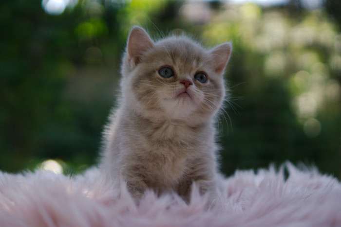 A Felpati Gatti