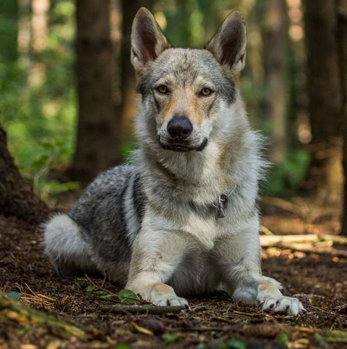 Z Březovské samoty