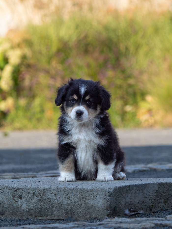 Miniaturní americký ovčák štěně - Aussieland