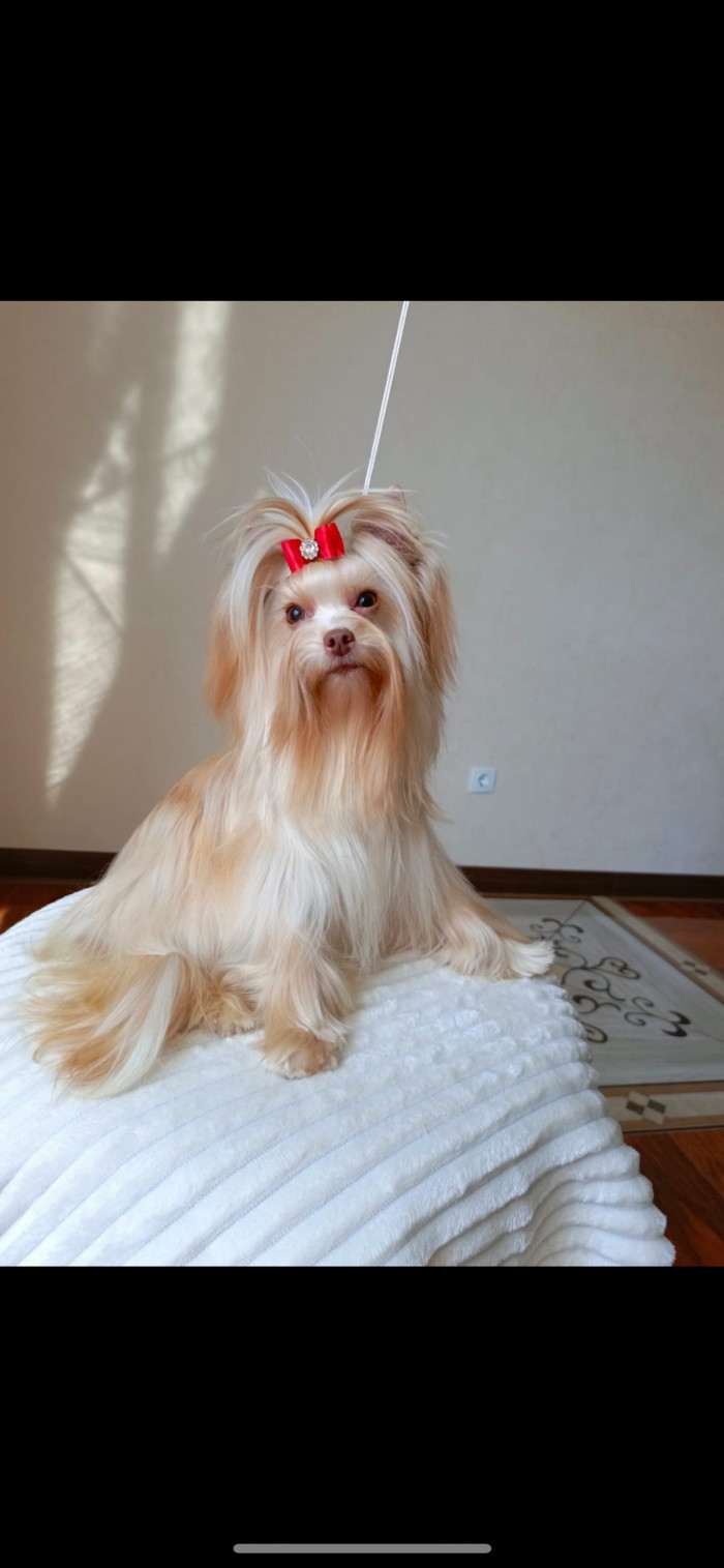 LiPa Charm Yorkies