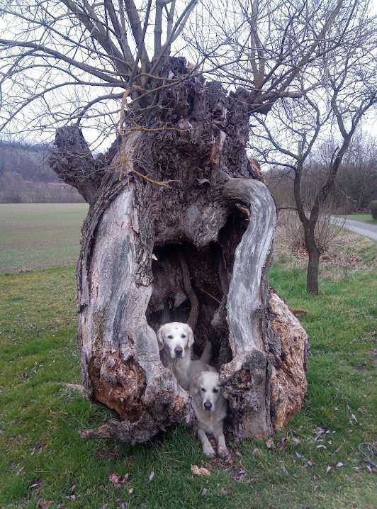 White Fang of Waterfield